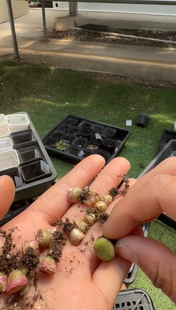 美丽的肉石头（25-31）-78一颗