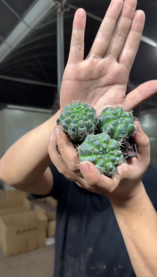 11颗 实生根 绯花玉 3-5cm