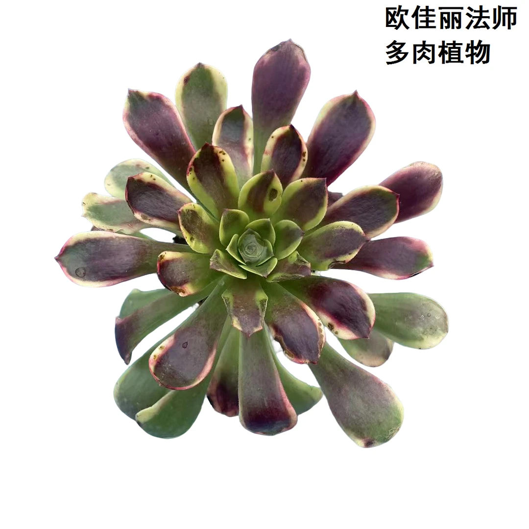 欧嘉丽法师多肉植物1颗包邮（脱土发货叶片收拢）