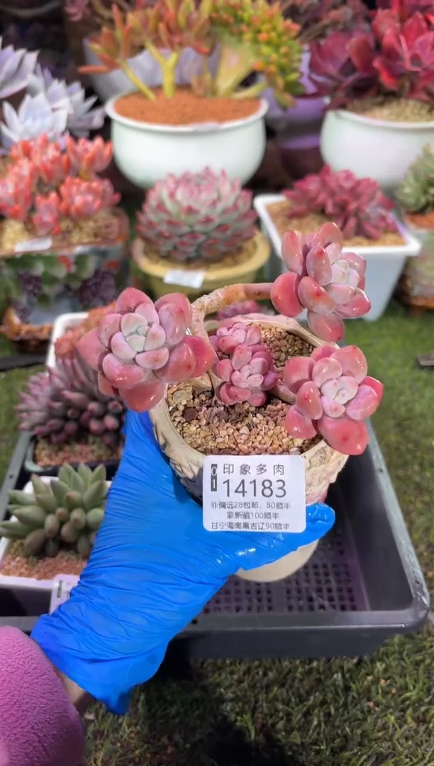 【闪购商品】14183