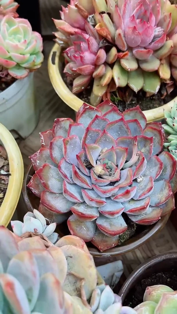 【闪购商品】18021