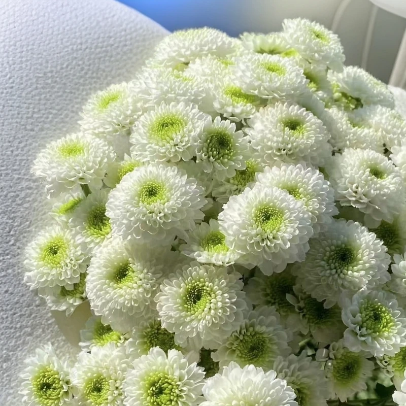 【顺丰发货】科隆香水雏菊鲜花1-4单一个运费自选品种