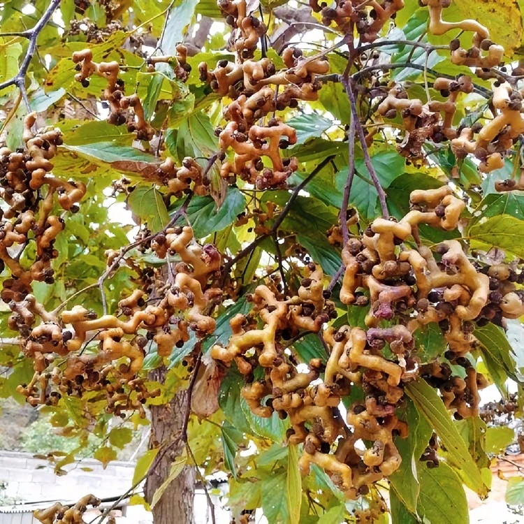 四季种拐枣树苗万寿果鸡爪连金钩梨果树苗当年结果苗盆栽地栽树苗