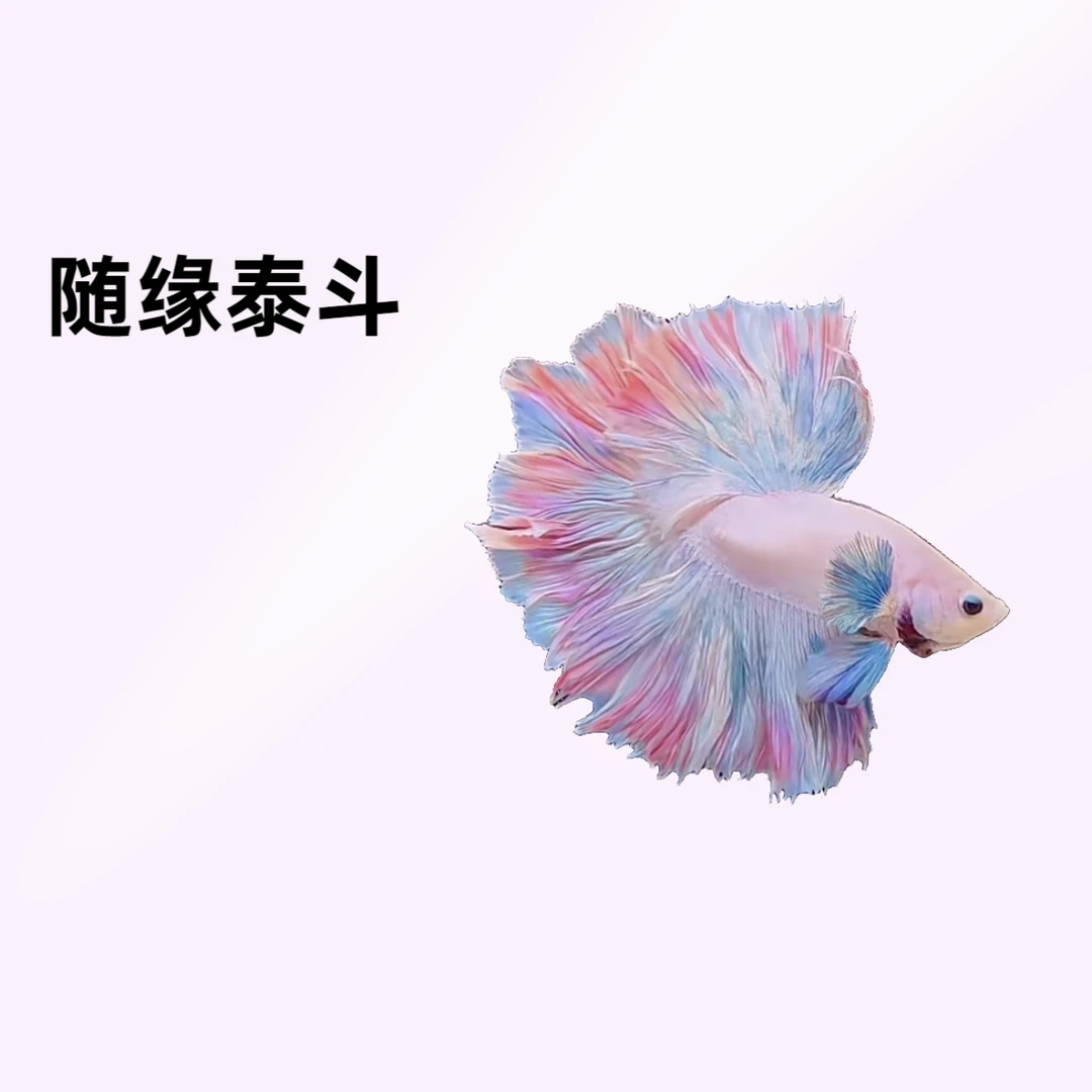 A7（145-168）随缘泰斗小型热带观赏鱼（直播间选鱼）