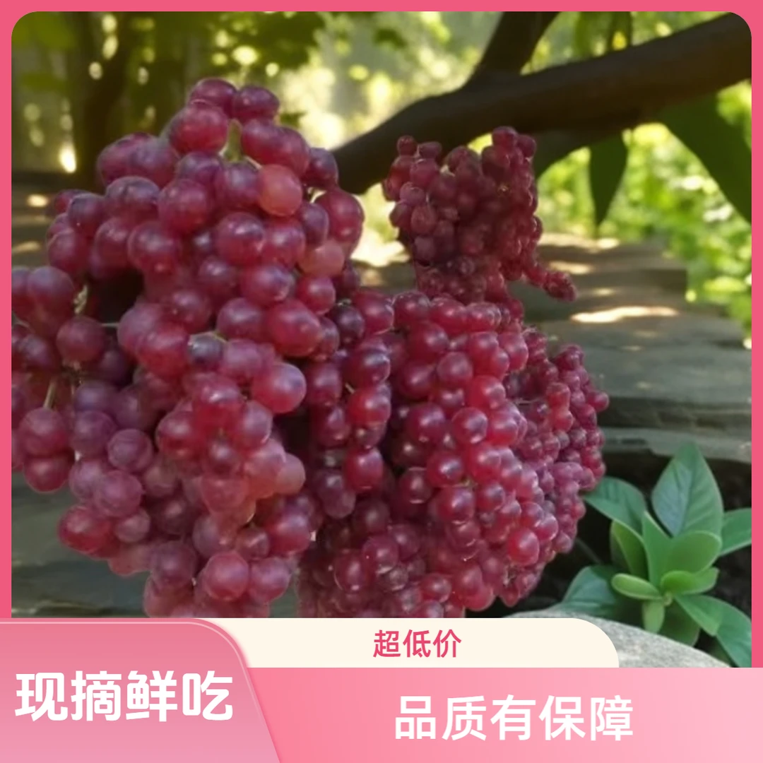 高青圆梦红宝石玻璃翠鲜葡萄脆甜多汁当季水果40五斤正