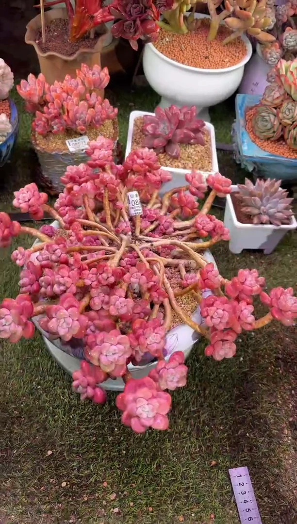 【闪购商品】08867