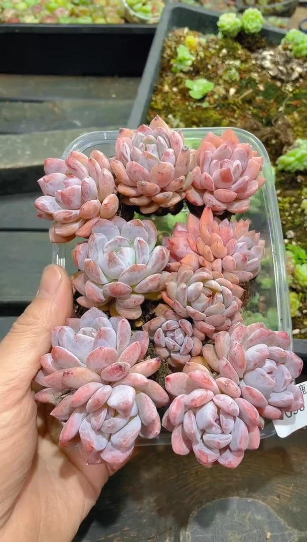 038仙女橙       量拍