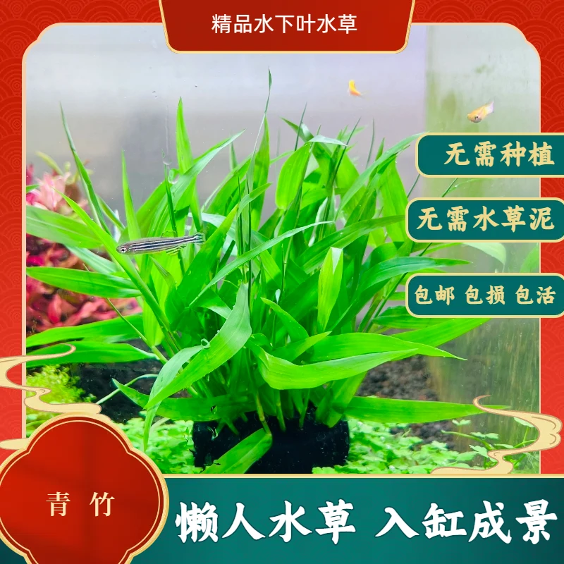 南美青竹淡水水草活体阴性草适合鱼缸造景新手懒人专用