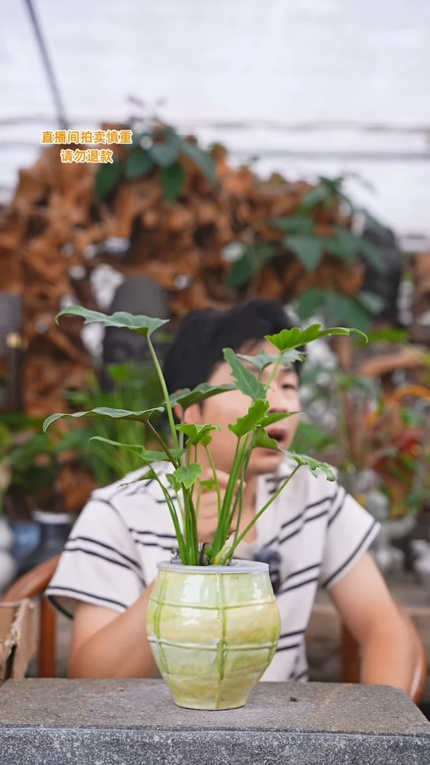 当前无花栽培后可以开花小天使056