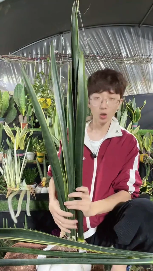 【闪购商品】60cm黑金裸根4棵38.8