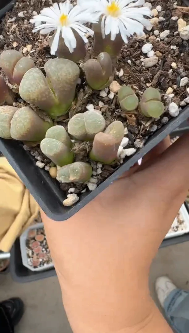 多肉植物肉锥脱土发9-342