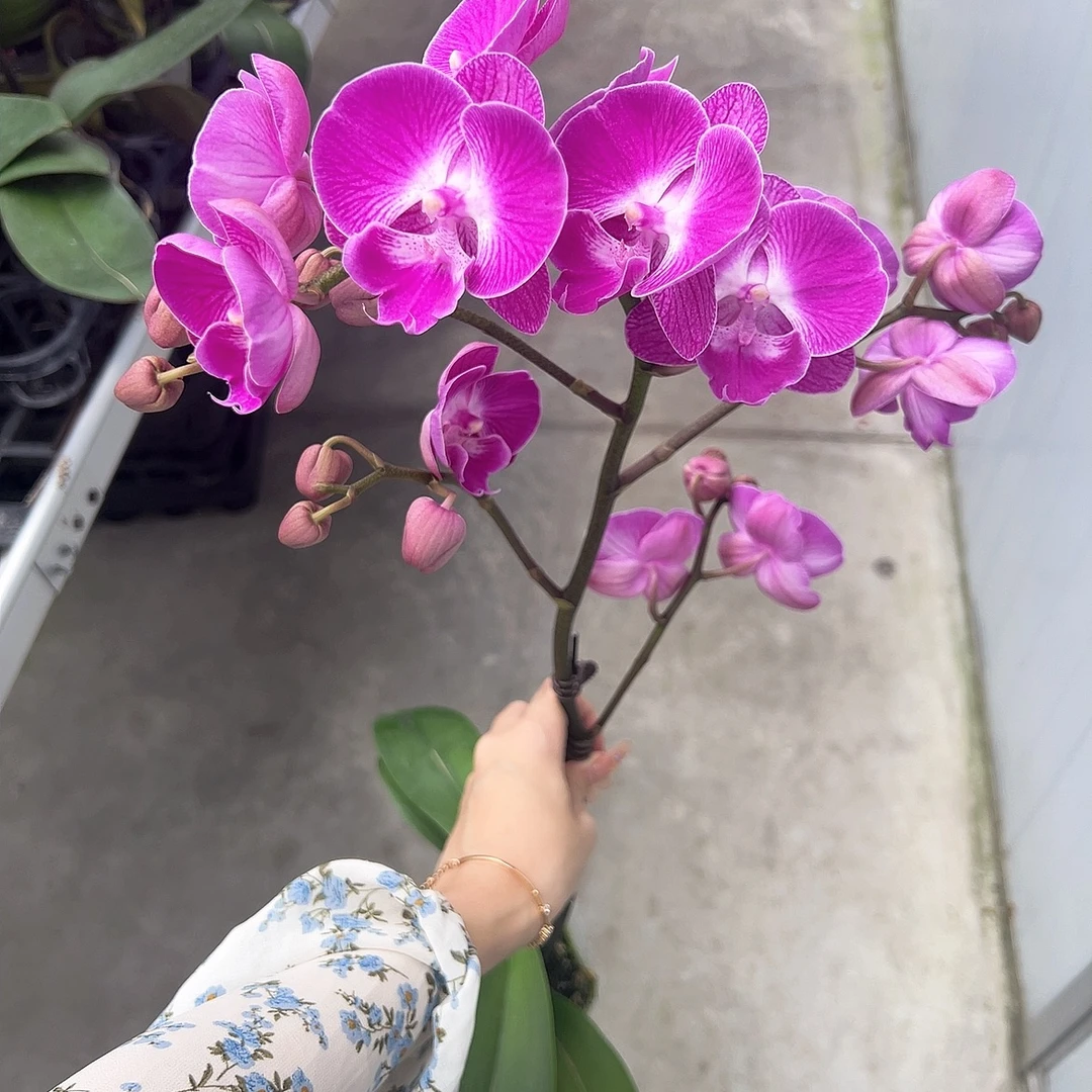 [美人鱼06]3.0寸紫红色大舌头中花型蝴蝶兰懒人花带花带花苞发货