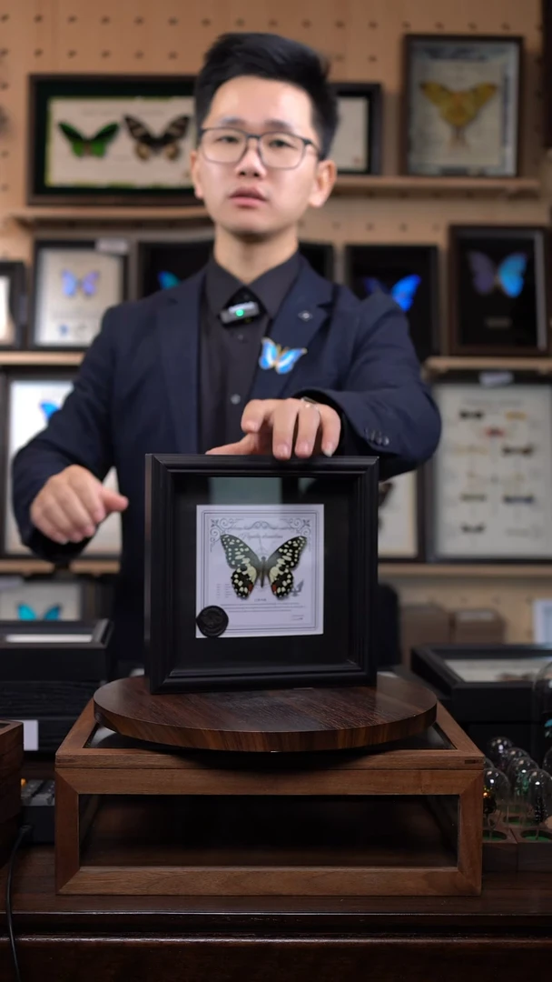 柑橘凤蝶7寸书法版