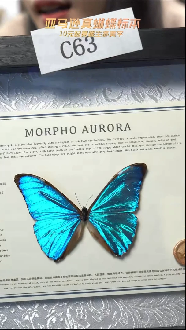 黎明蝴蝶标本摆件竞拍c63
