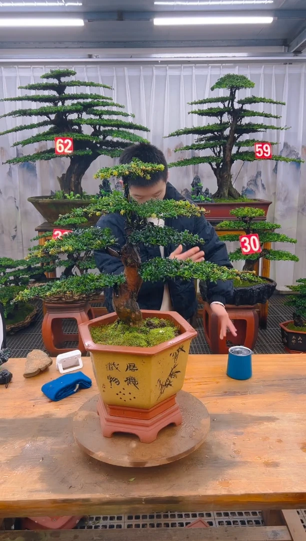 无花朵精品盆景直播间一物一拍