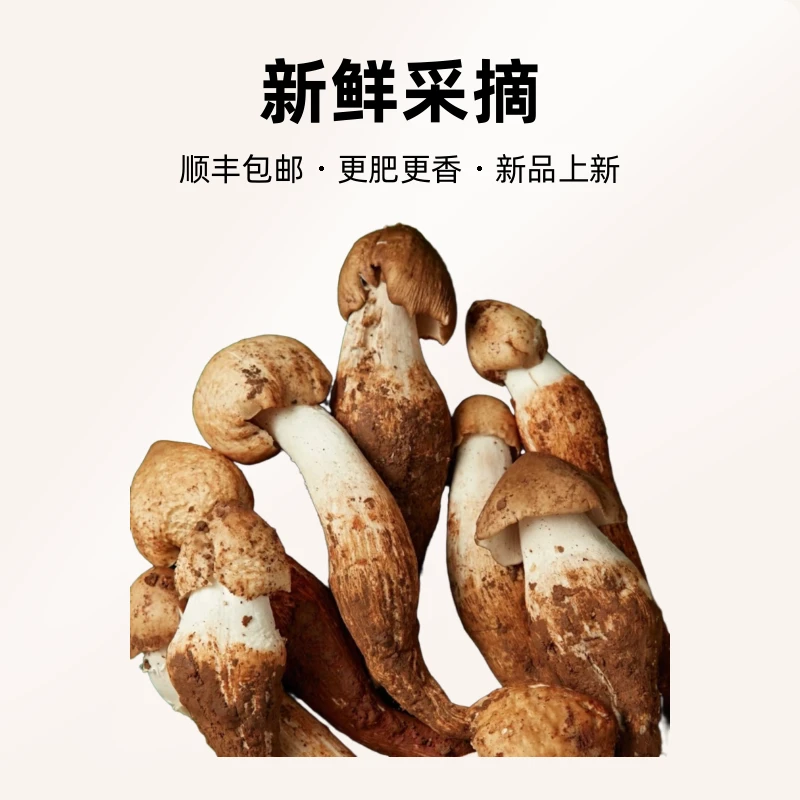 江西新鲜大鸡枞更肥更香现采现采顺丰包邮