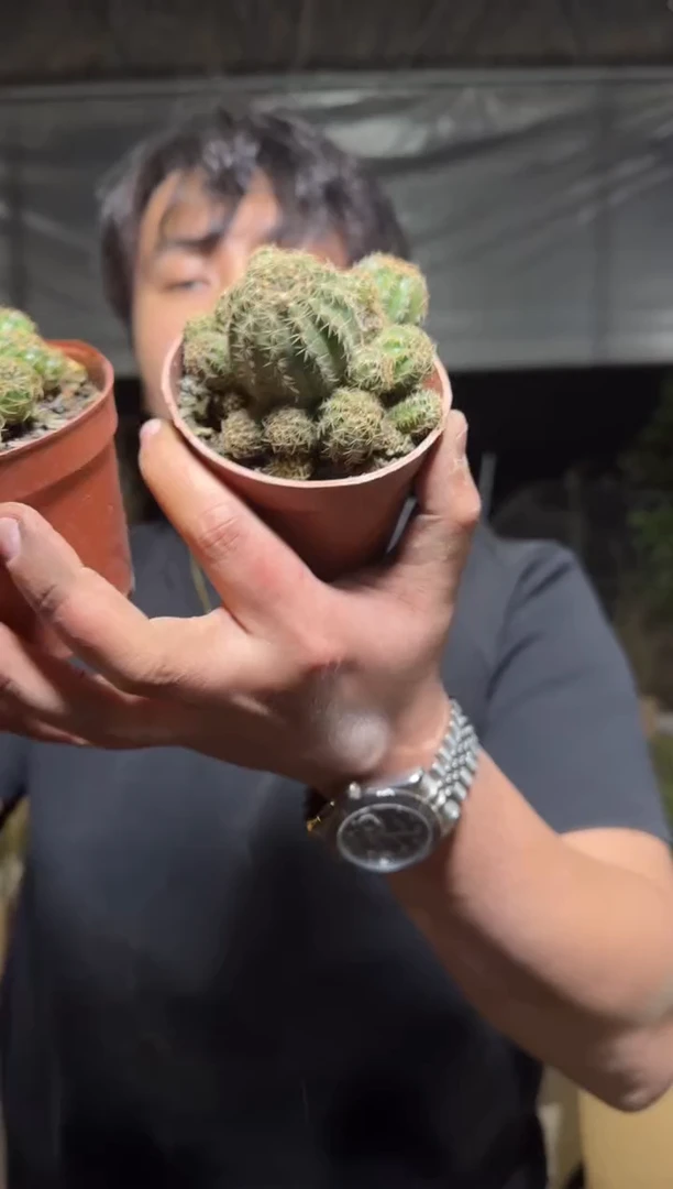 2颗 丽花 群生【带根】6-8cm