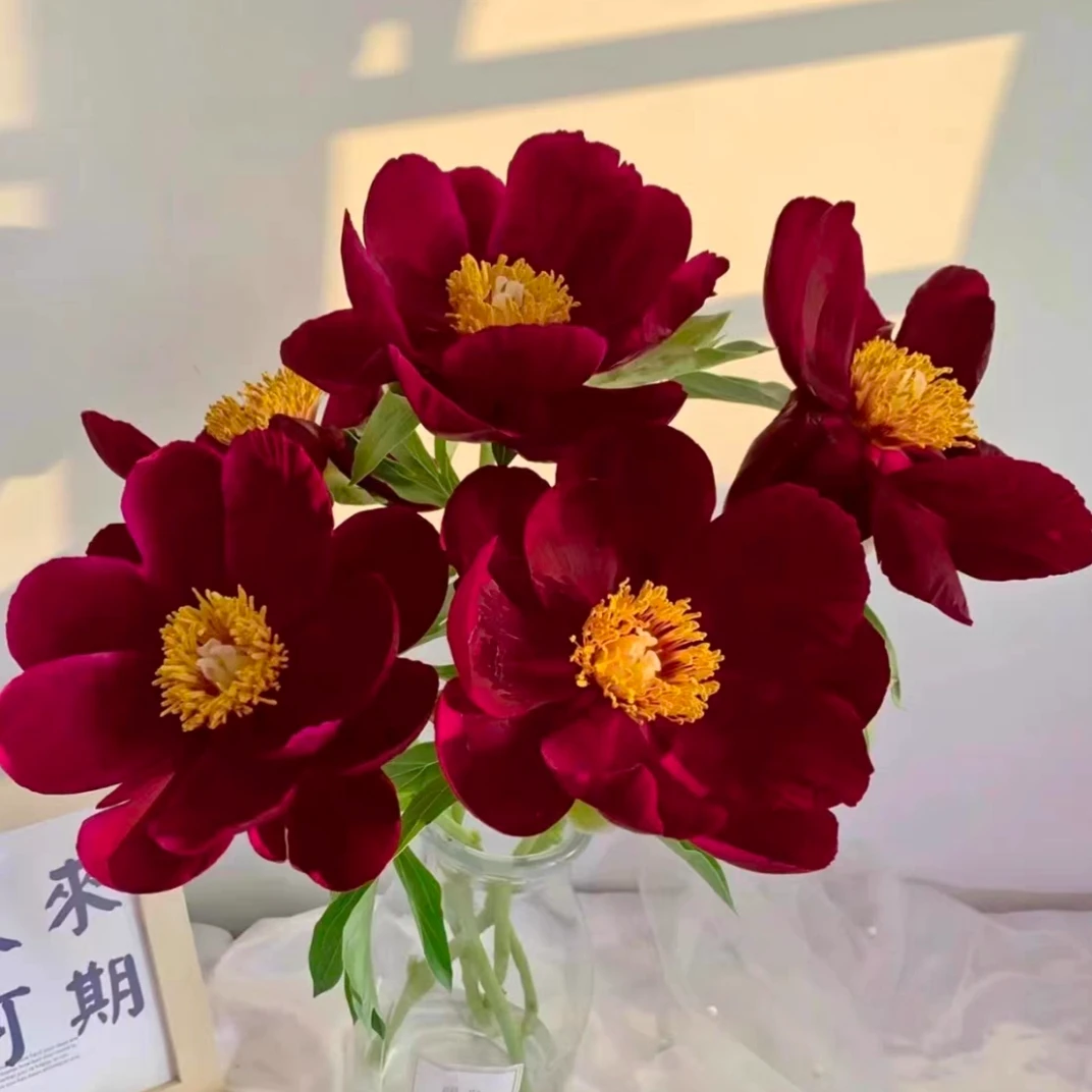 伊利酋长进口观赏芍药花苗带根块多年生正宗重瓣芍药花