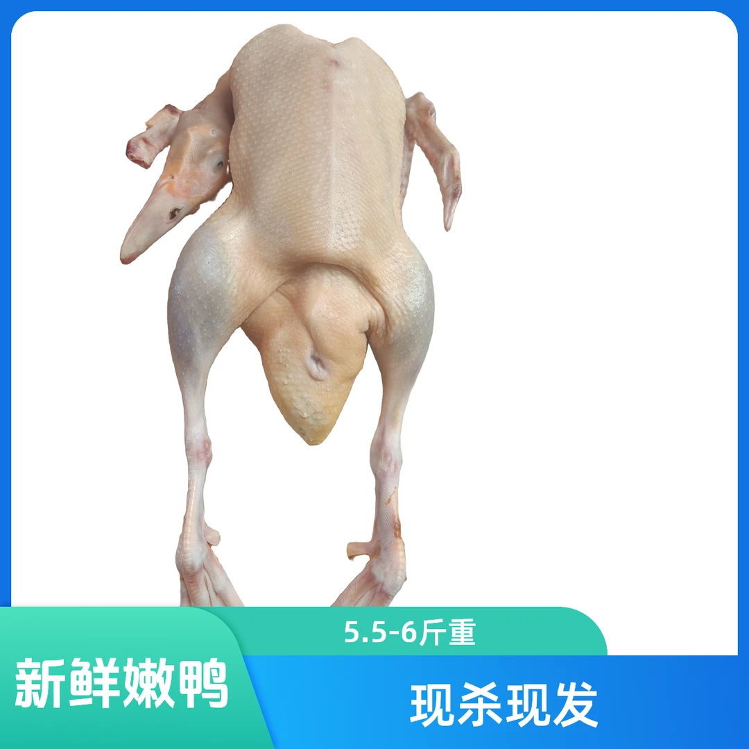 新鲜现杀嫩鸭子/高级肉鸭/整只宰杀前约5.5-6斤（默认烧毛清洗宰杀斩块） 可红烧。鸭肉同城配