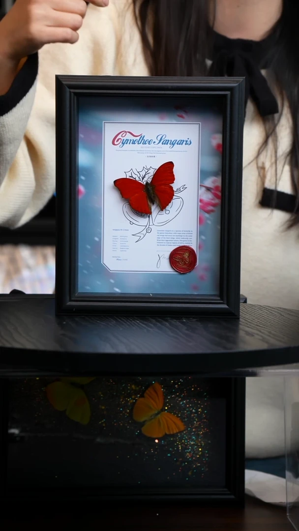 血漪蛱蝶新版本雪梅款