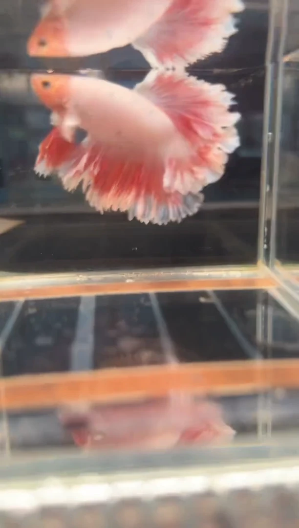 斗鱼斗鱼绣球大耳朵