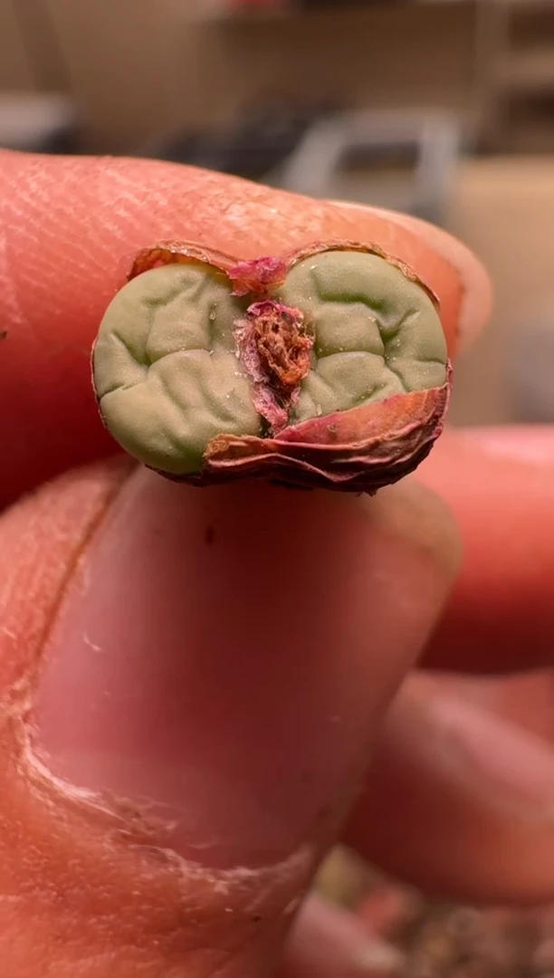 美丽的肉石头26-300