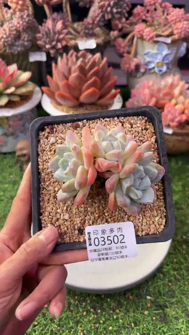 昆明印象多肉03502