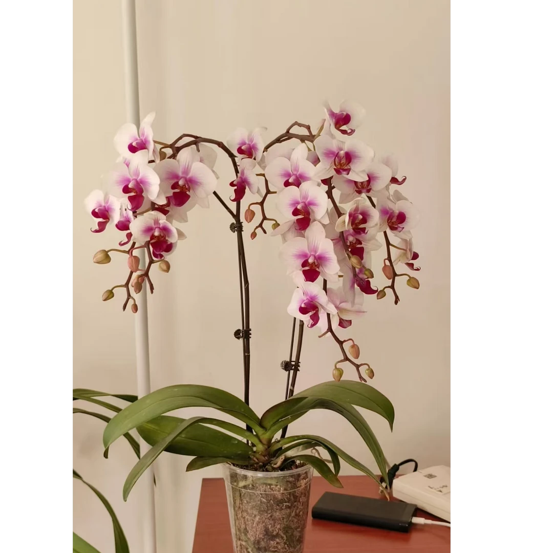 贵族品种 3-5花剑【阿诗玛】爆苗蝴蝶兰花期7个月