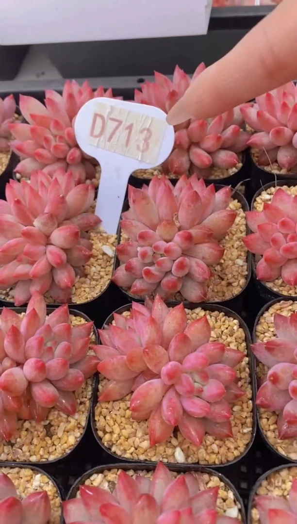【闪购商品】D713-虞美人双头