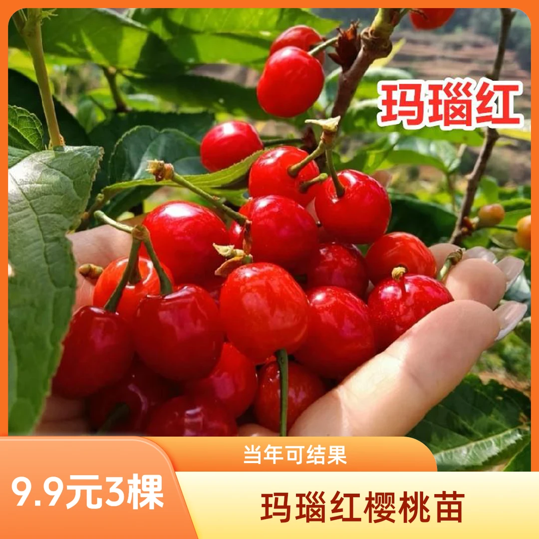 玛瑙红小樱桃树苗南北方种植嫁接樱桃树盆栽地栽早熟樱桃当年结果