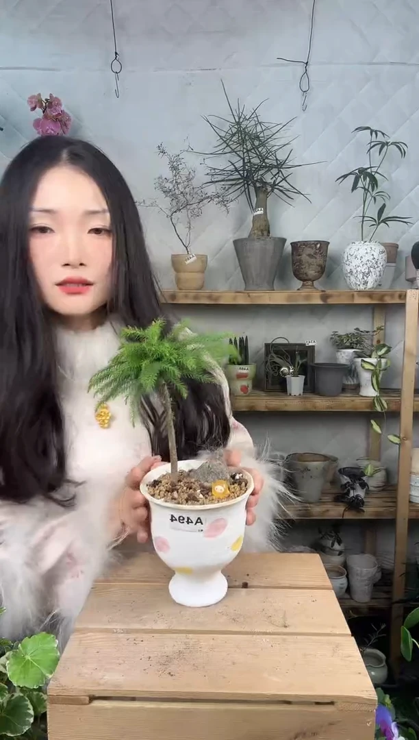 无花朵494南洋杉加盆