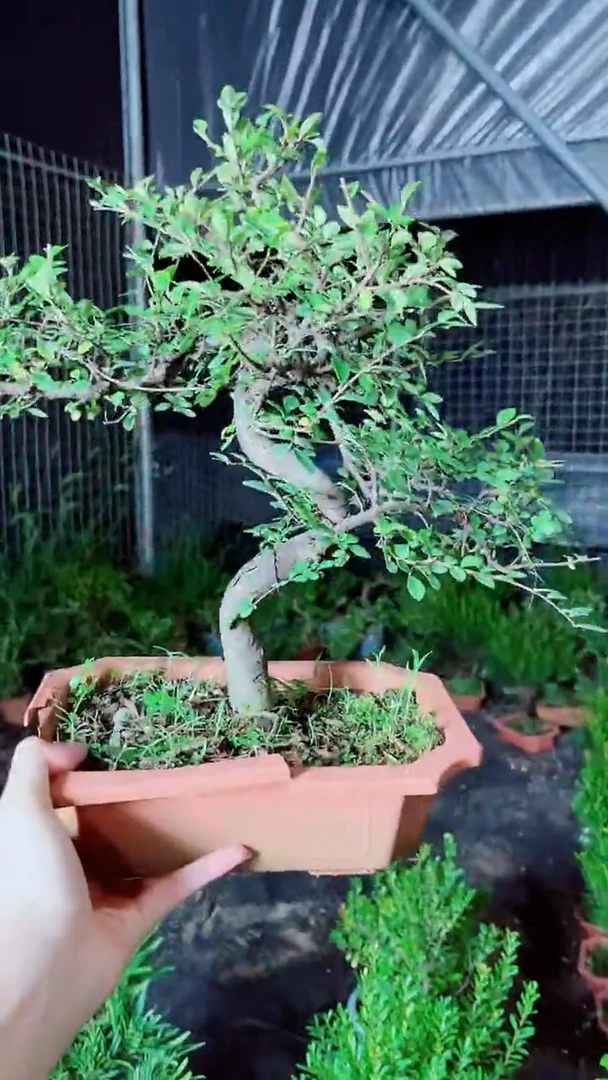 无花朵榆树老桩好养一物一拍