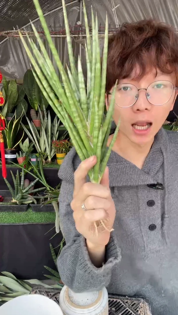 【闪购商品】狐狸尾裸根8.8