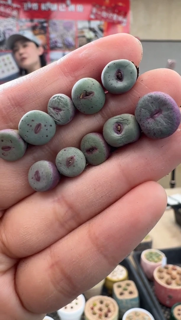 【闪购商品】14-17红嘴0094一颗