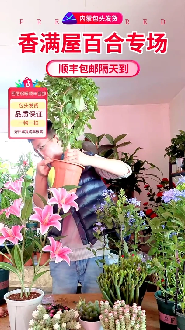 完全开放云南紫三角梅