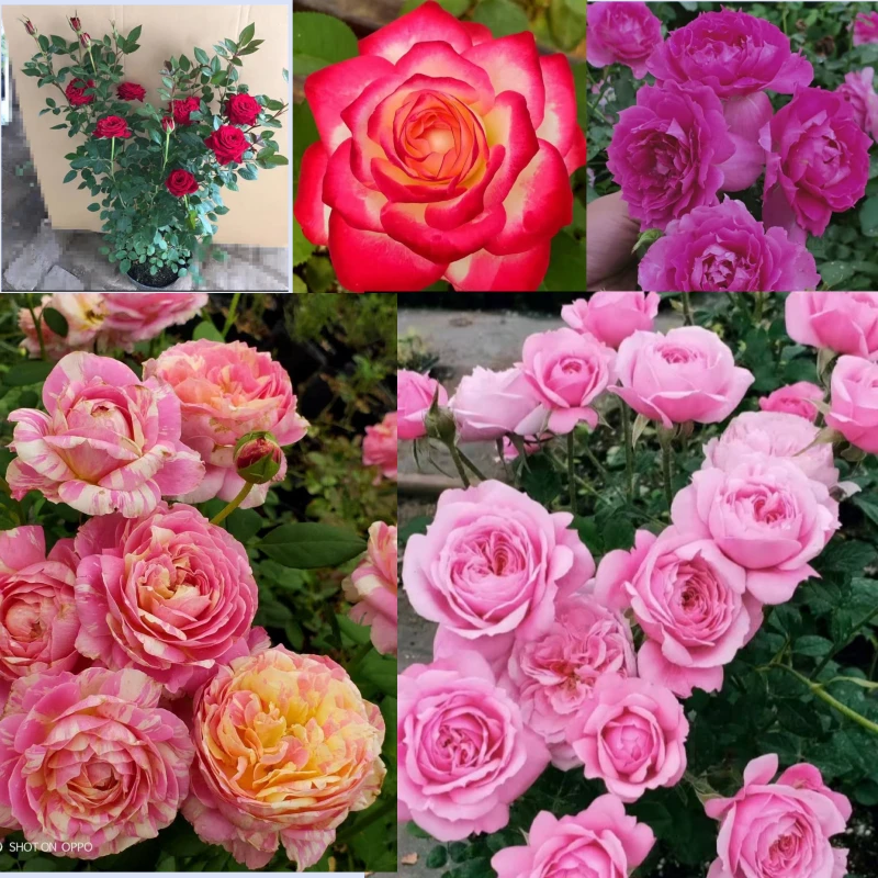 【抖音付款1】月季玫瑰花苗好养多季节开花浓香室内阳台庭院地载