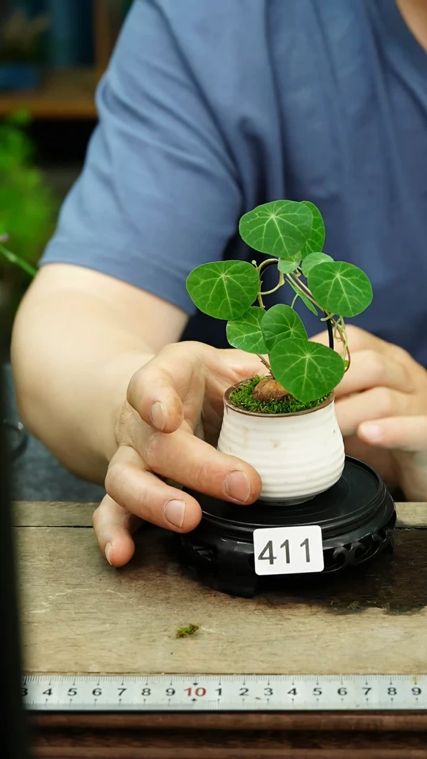 无花朵苔藓微景观411号