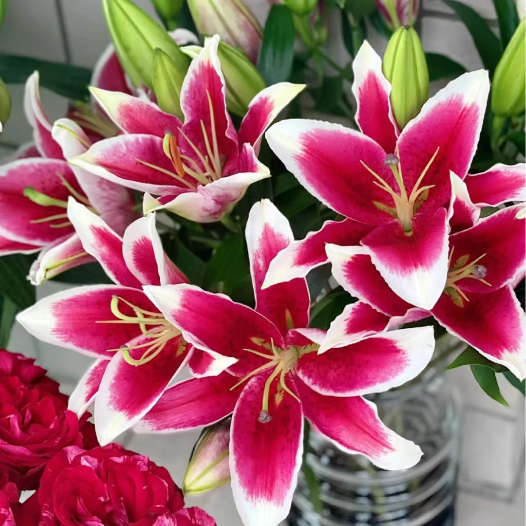 国王单瓣香水百合花（地区颜色香味有差异介意慎拍）