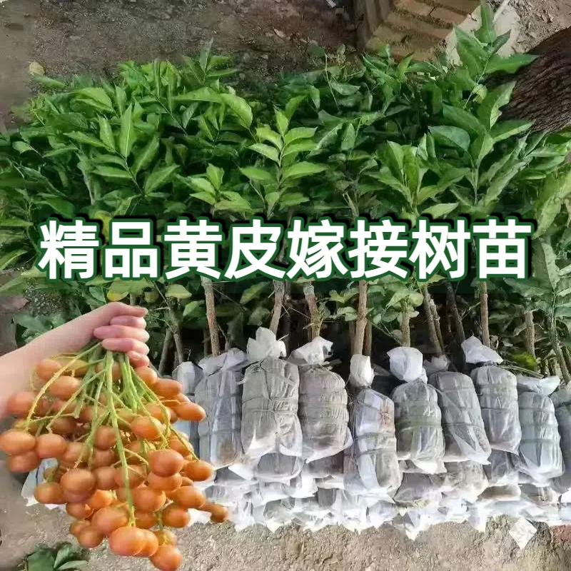 纯甜黄皮果树苗无核黄皮鸡心黄皮冰糖黄皮黑金刚黄皮庭院盆栽种植
