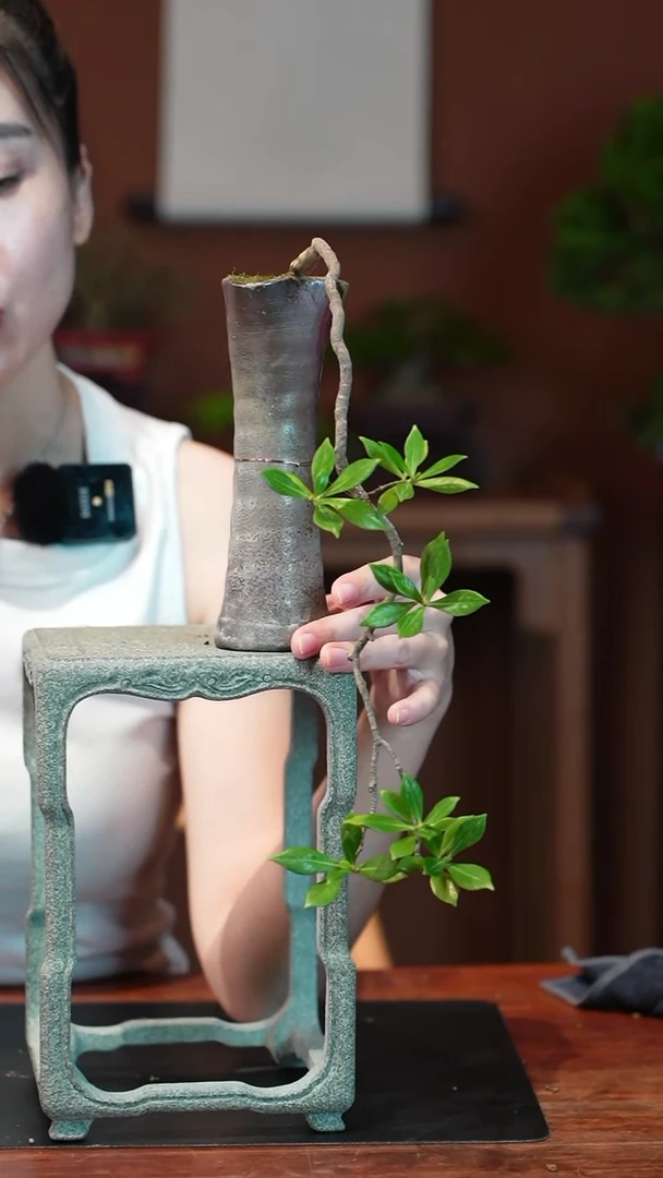 无花朵栀子花盆景盆景盆景