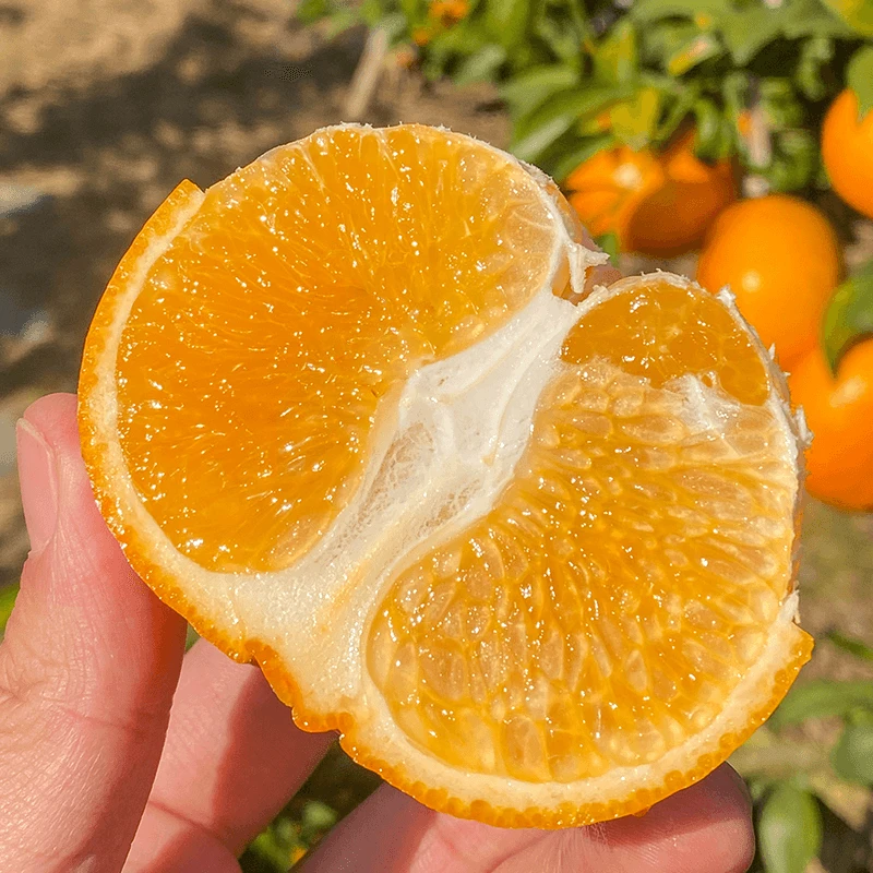 L自然成熟的武鸣沃柑，饱满圆润，皮薄肉厚，汁水四溢、甜度高
