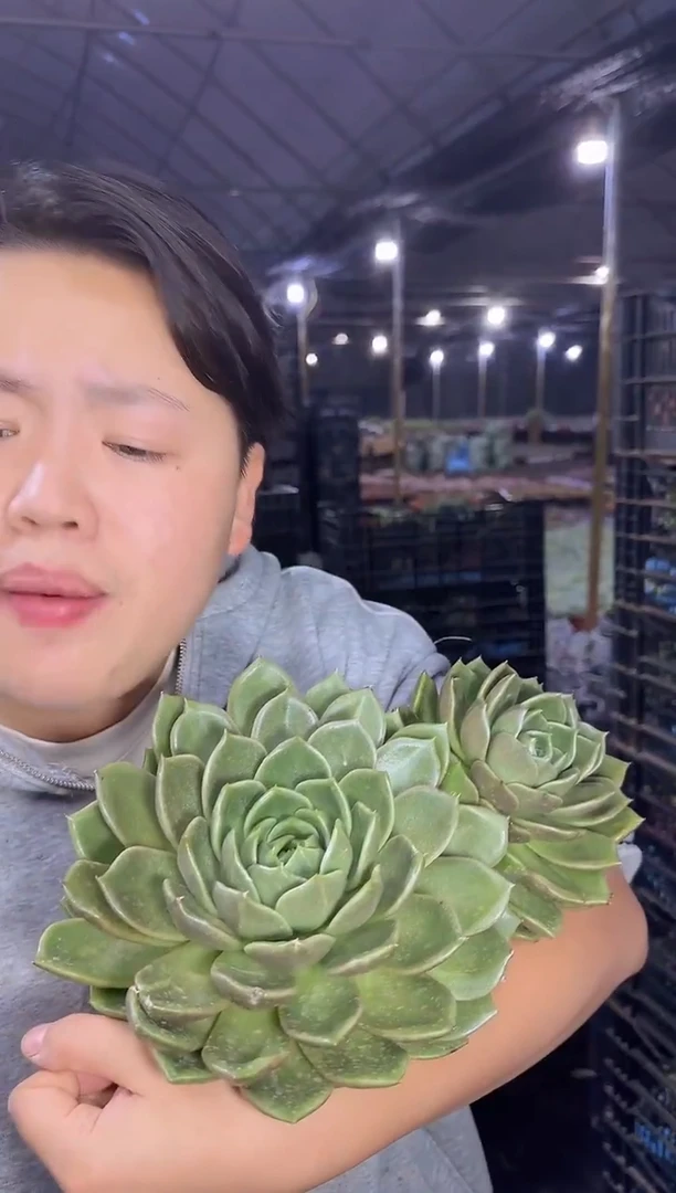 双头白玫瑰冬云带盆土6.88