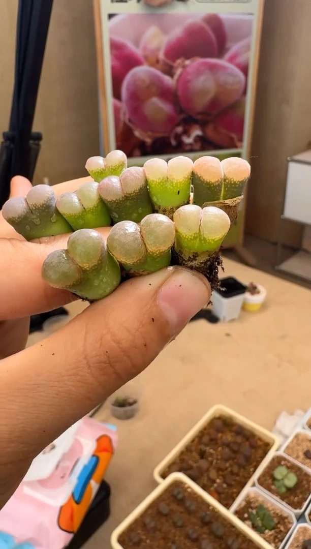 肉石头（25-31）1013一颗