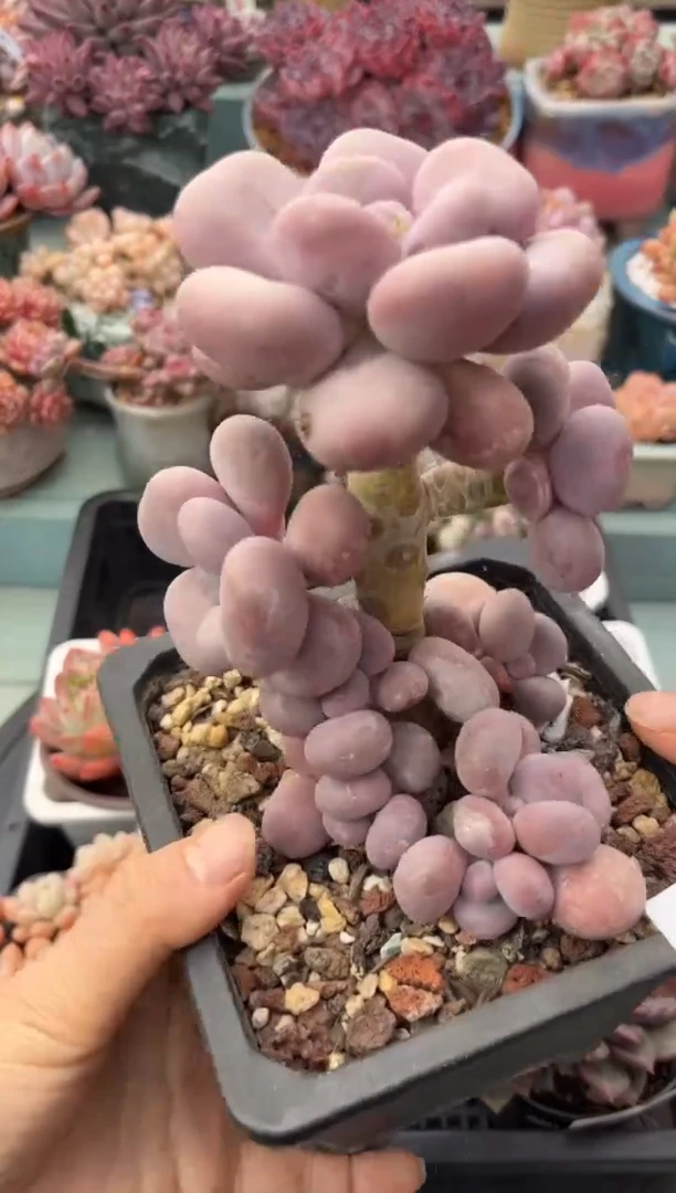 905高老桩大叶奶多肉