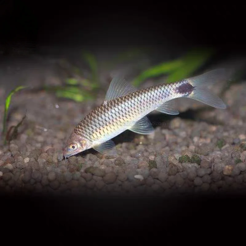 小型热带观赏鱼 清缸工具鱼 小猴飞狐 草缸除藻好养易活