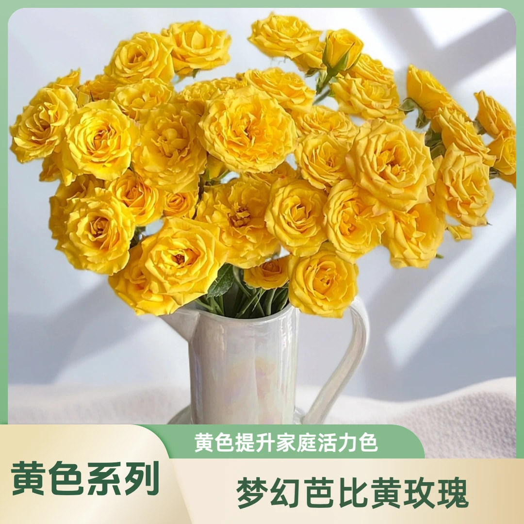 【AAA级梦幻芭比多头泡泡玫瑰】：黄玫瑰的温馨与浪漫，绽放美丽"