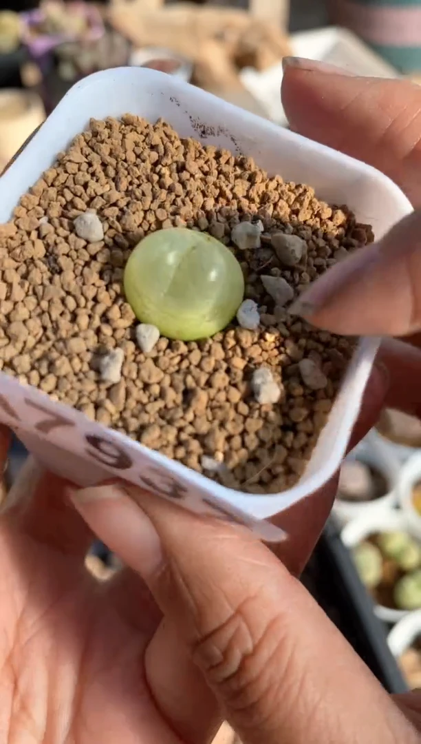 【闪购商品】7937直播一物一拍