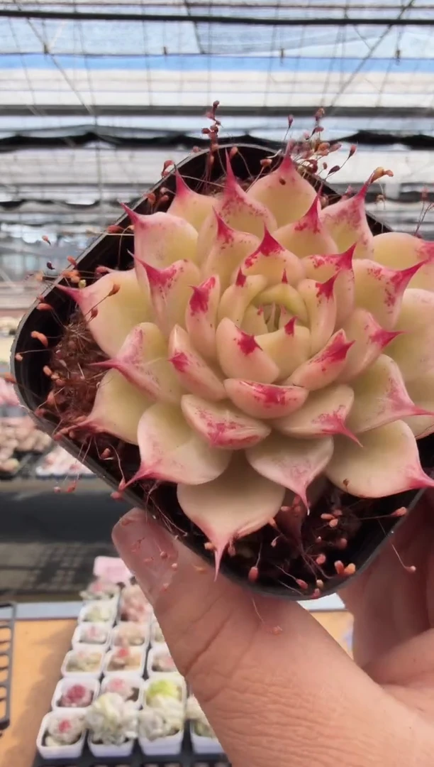 东云多肉园新款-271