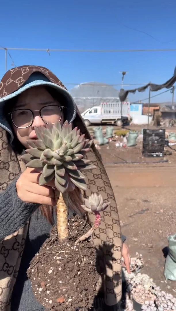 【闪购商品】30-红蜻蜓6