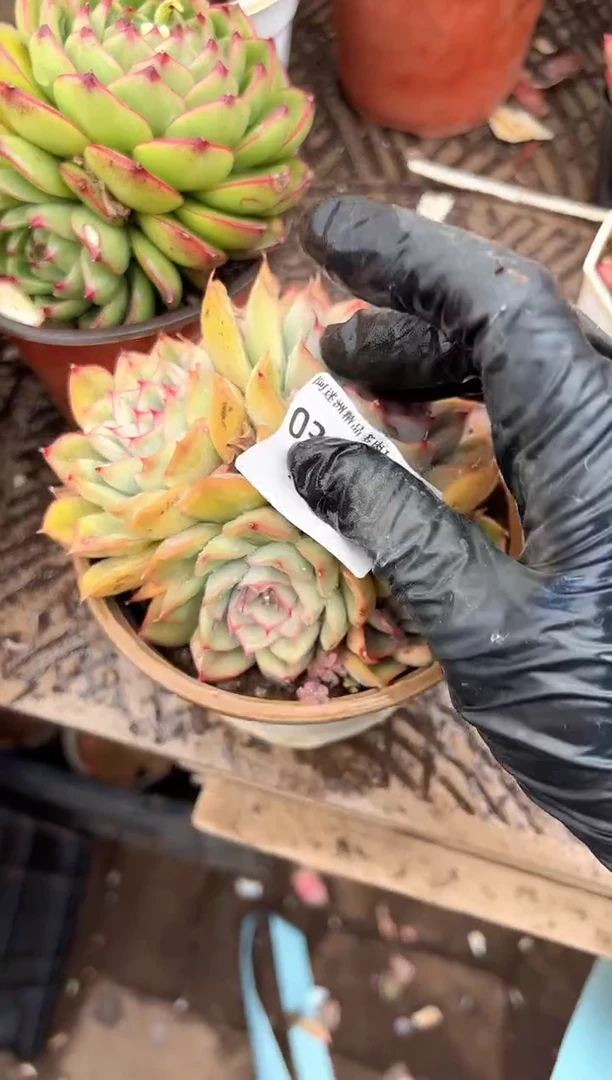 晴****^多肉植物一物一拍03360